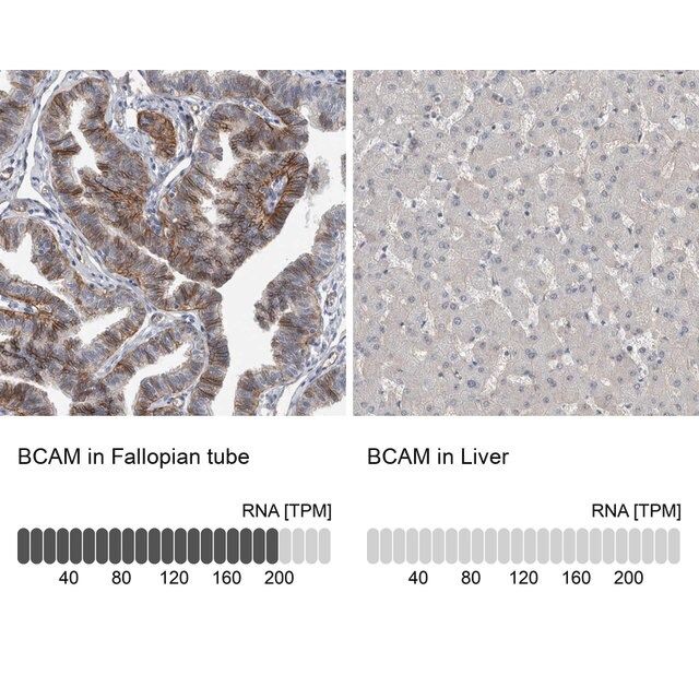 Anti-BCAM antibody produced in rabbit