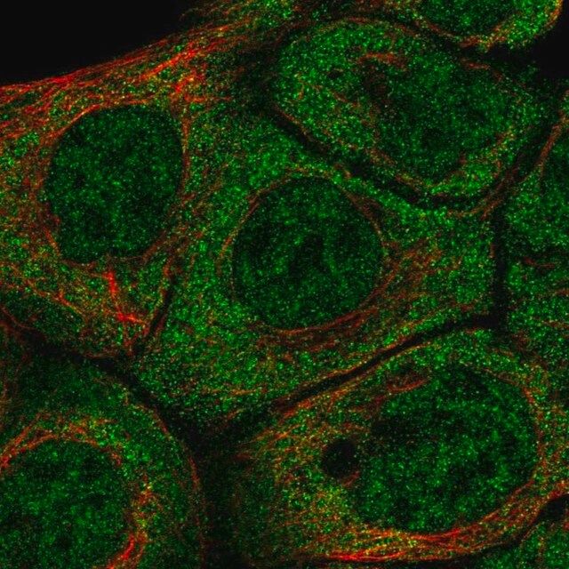 Anti-BARX2 antibody produced in rabbit