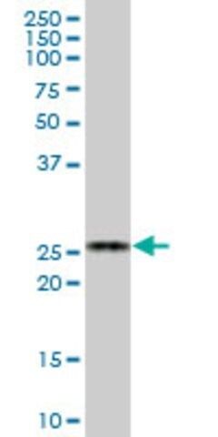 Anti-BCAP29 antibody produced in mouse