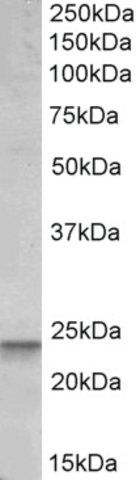 Anti-BBC3 antibody produced in goat