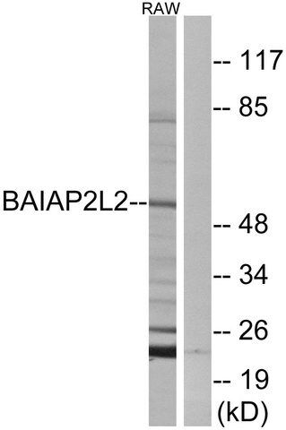 Anti-BAIAP2L2 antibody produced in rabbit