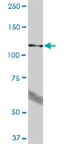 Anti-BBX antibody produced in mouse