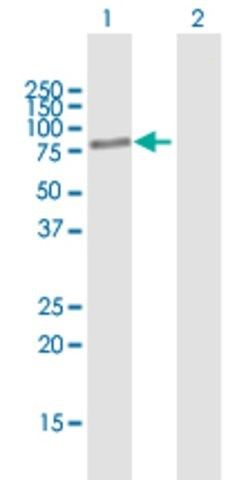 Anti-BBS2 antibody produced in mouse