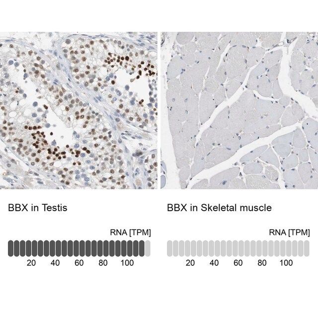 Anti-BBX antibody produced in rabbit