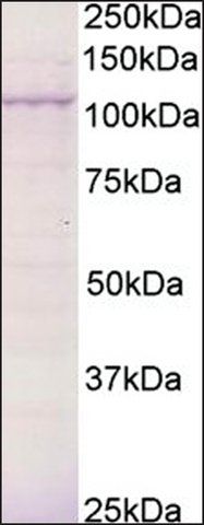 Anti-BCAR3 (C-terminal) antibody produced in goat