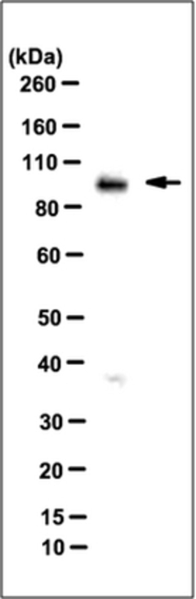 Anti-BCAR3 Antibody, clone 9D9.1