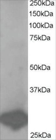 Anti-BCAP31/BAP31 antibody produced in goat