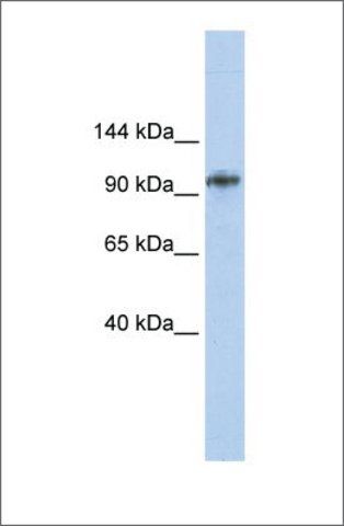 Anti-BBX antibody produced in rabbit