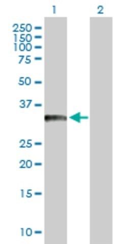 Anti-BCL11A antibody produced in rabbit