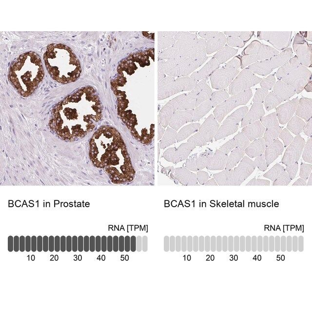 Anti-BCAS1 antibody produced in rabbit