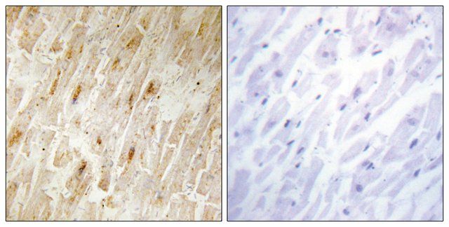 Anti-BCA3 antibody produced in rabbit