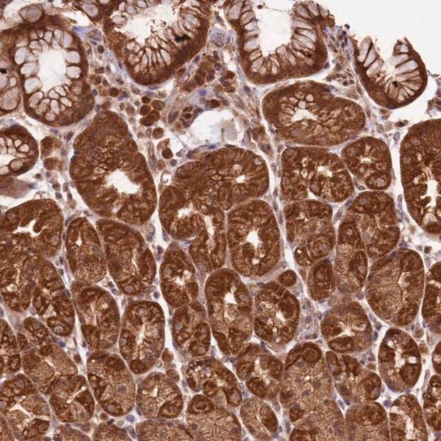 Anti-BCAS4 antibody produced in rabbit