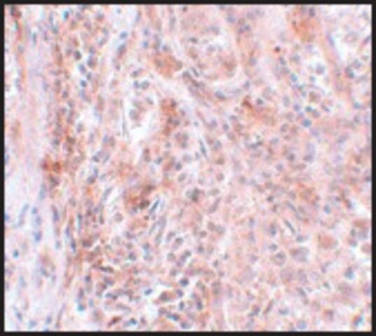 Anti-BCAS2 antibody produced in rabbit