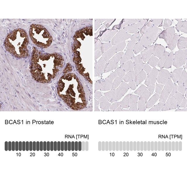 Anti-BCAS1 antibody produced in rabbit