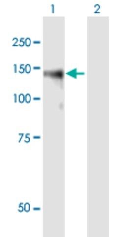 Anti-BCAN antibody produced in mouse