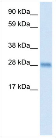 Anti-BCL2L1 antibody produced in rabbit