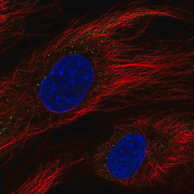 Anti-BCL6B antibody produced in rabbit