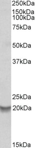 Anti-BCL2A1 antibody produced in goat