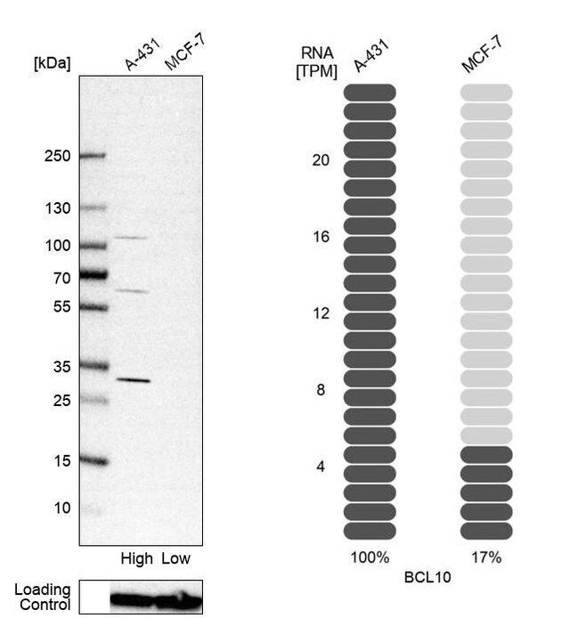 Anti-BCL10 antibody produced in rabbit