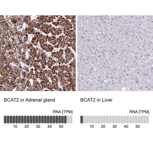 Anti-BCAT2 antibody produced in rabbit