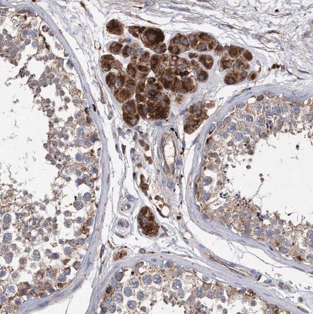 Anti-BCL2L12 antibody produced in rabbit