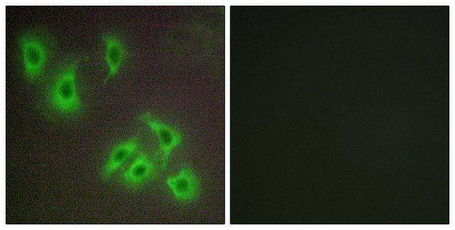 Anti-BCLW antibody produced in rabbit