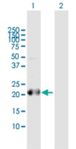 Anti-BCL2L10 antibody produced in rabbit