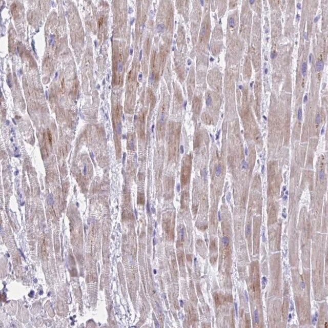 Anti-BCL6B antibody produced in rabbit