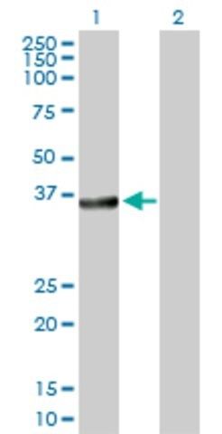 Anti-BCL2L14 antibody produced in rabbit