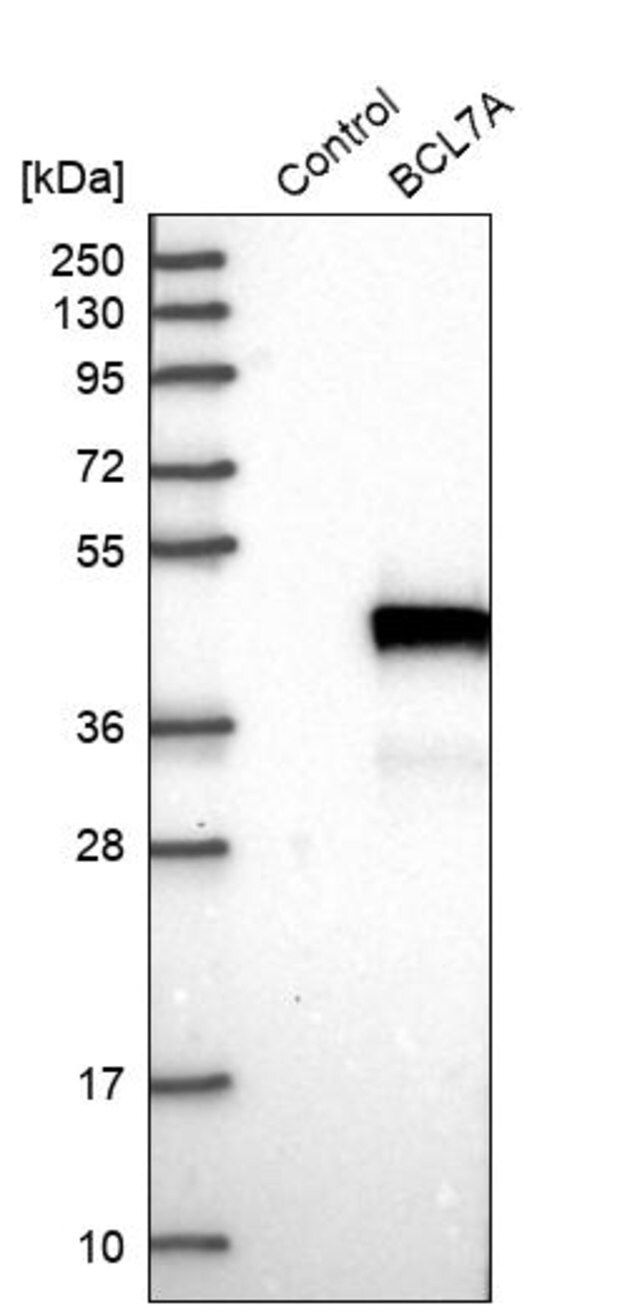 Anti-BCL7A antibody produced in rabbit