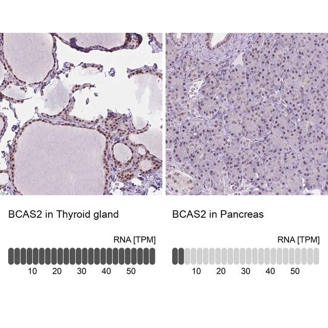 Anti-BCAS2 antibody produced in rabbit