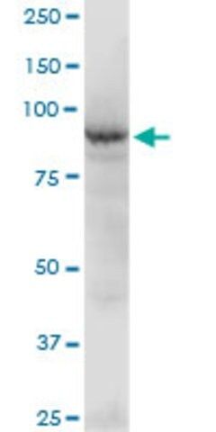 Anti-BBS12 antibody produced in mouse