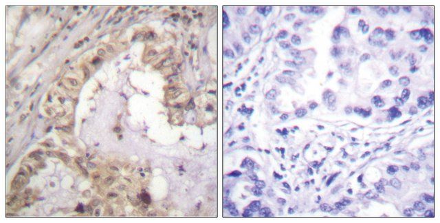 Anti-BCL-XL antibody produced in rabbit