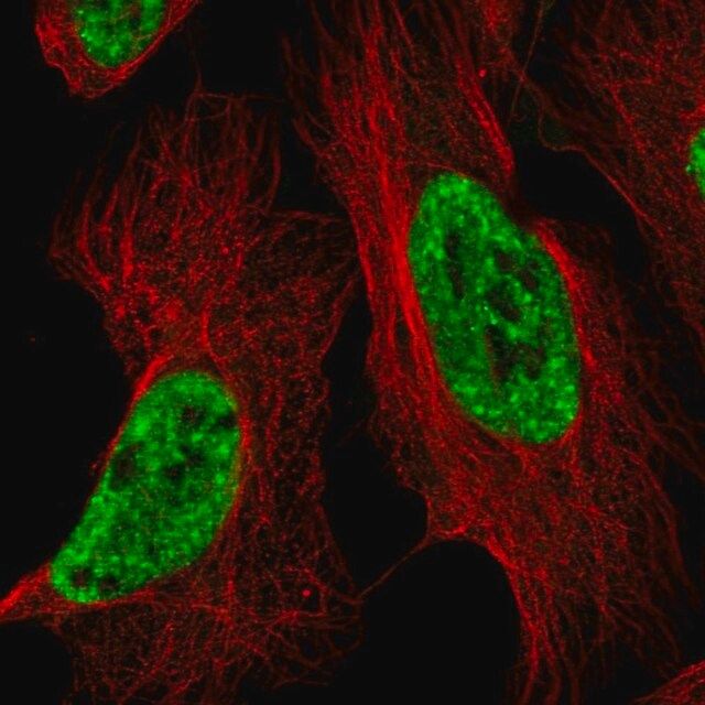 Anti-BCLAF1 antibody produced in rabbit