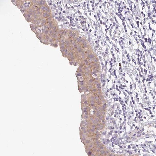 Anti-BCL2L1 antibody produced in rabbit