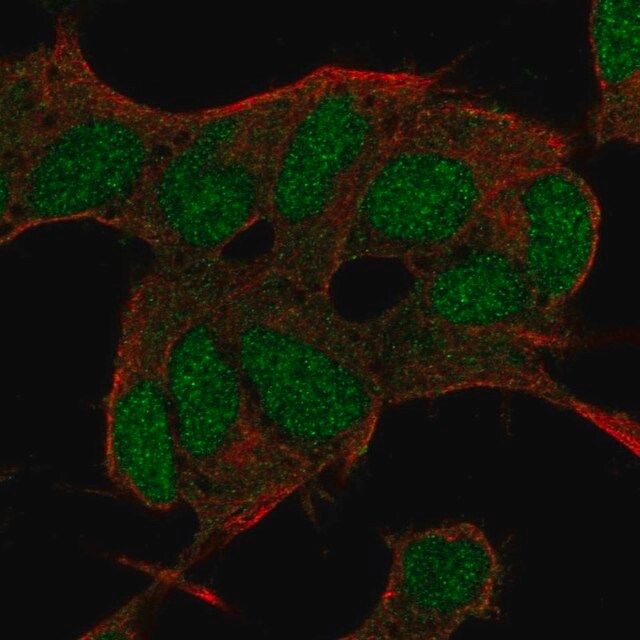 Anti-BCOR antibody produced in rabbit