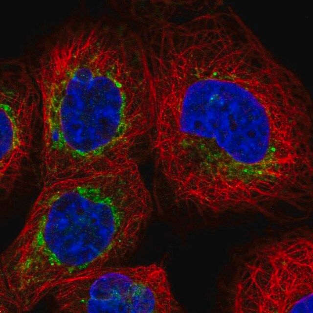 Anti-BCL2L13 antibody produced in rabbit