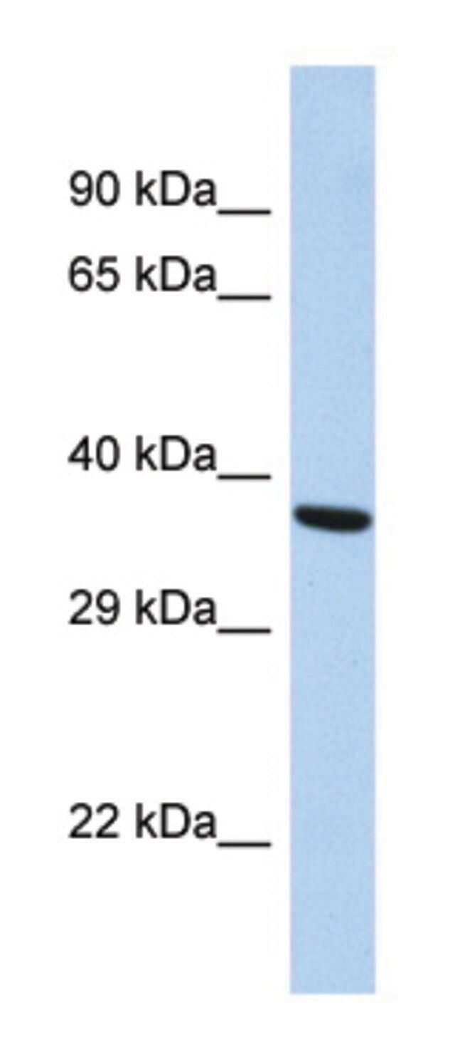 Anti-BDNF (N-terminal) antibody produced in rabbit