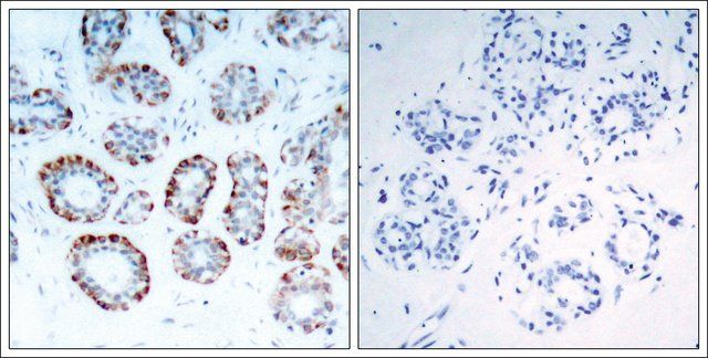 Anti-BCL2L11 (Ab-69) antibody produced in rabbit