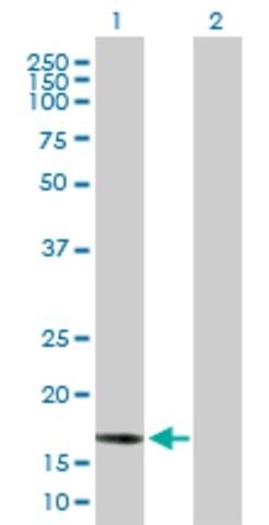 Anti-BCL2L2 antibody produced in mouse