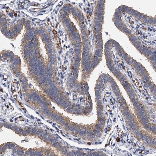 Anti-BCS1L antibody produced in rabbit