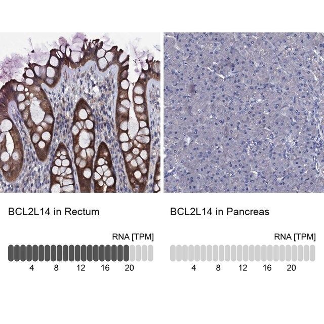 Anti-BCL2L14 antibody produced in rabbit