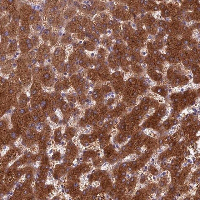 Anti-BCL2L10 antibody produced in rabbit