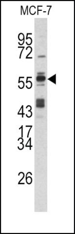 Anti-BCCIP (C-term) antibody produced in rabbit