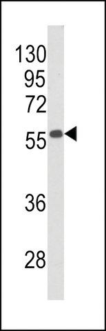 ANTI-BECLIN1-BH3 DOMAIN antibody produced in rabbit