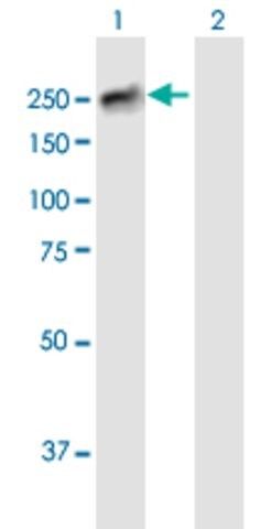 Anti-BCORL1 antibody produced in mouse