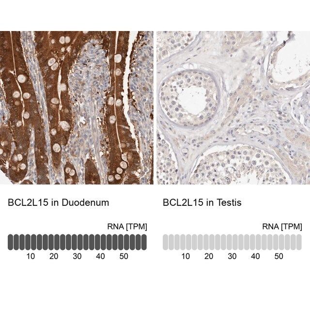 Anti-BCL2L15 antibody produced in rabbit