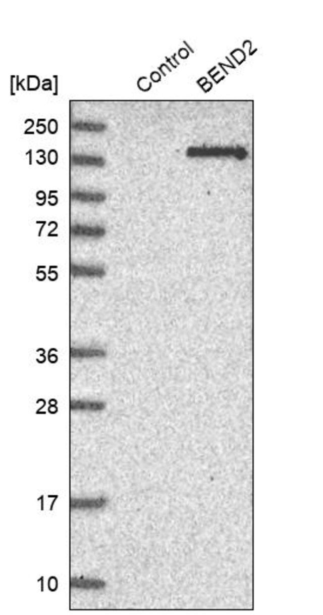 Anti-BEND2 antibody produced in rabbit