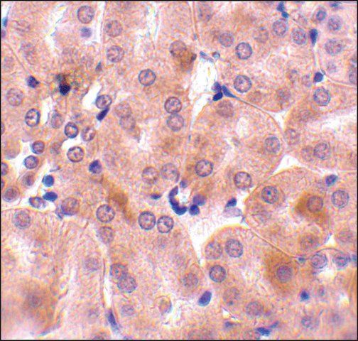 Anti-BFL-1 (ab1) antibody produced in rabbit