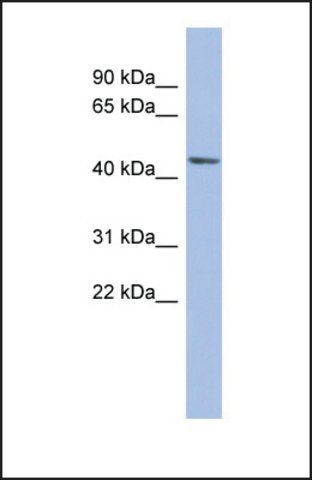 Anti-BEST3, (N-terminal) antibody produced in rabbit